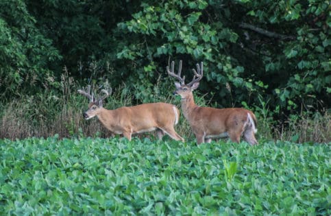 Scouting whitetails in Pike County
