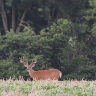 whitetail hunting trail camera and scouting