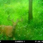 Trail Cam Photos