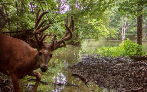 Closing in on big bucks with a climber stand