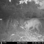 Trail Cam Photos