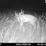 Trail Cam Photos