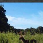 Trail Cam Photos
