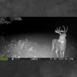 Trail Cam Photos