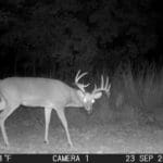 Trail Cam Photos