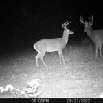 Trail Cam Photos