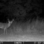 Trail Cam Photos