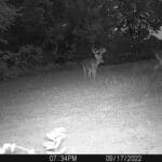 Trail Cam Photos