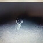 Trail Cam Photos