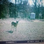 Trail Cam Photos