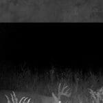 Trail Cam Photos