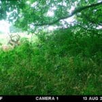 Trail Cam Photos