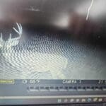 Trail Cam Photos