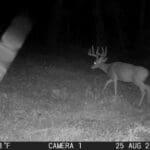 Trail Cam Photos