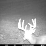 Trail Cam Photos