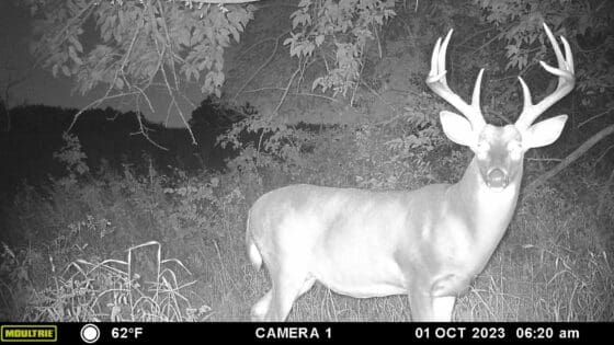 Early Season Whitetail Hunting