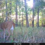 Trail Cam Photos