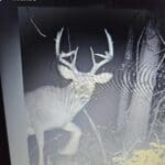 Trail Cam Photos