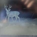 Trail Cam Photos