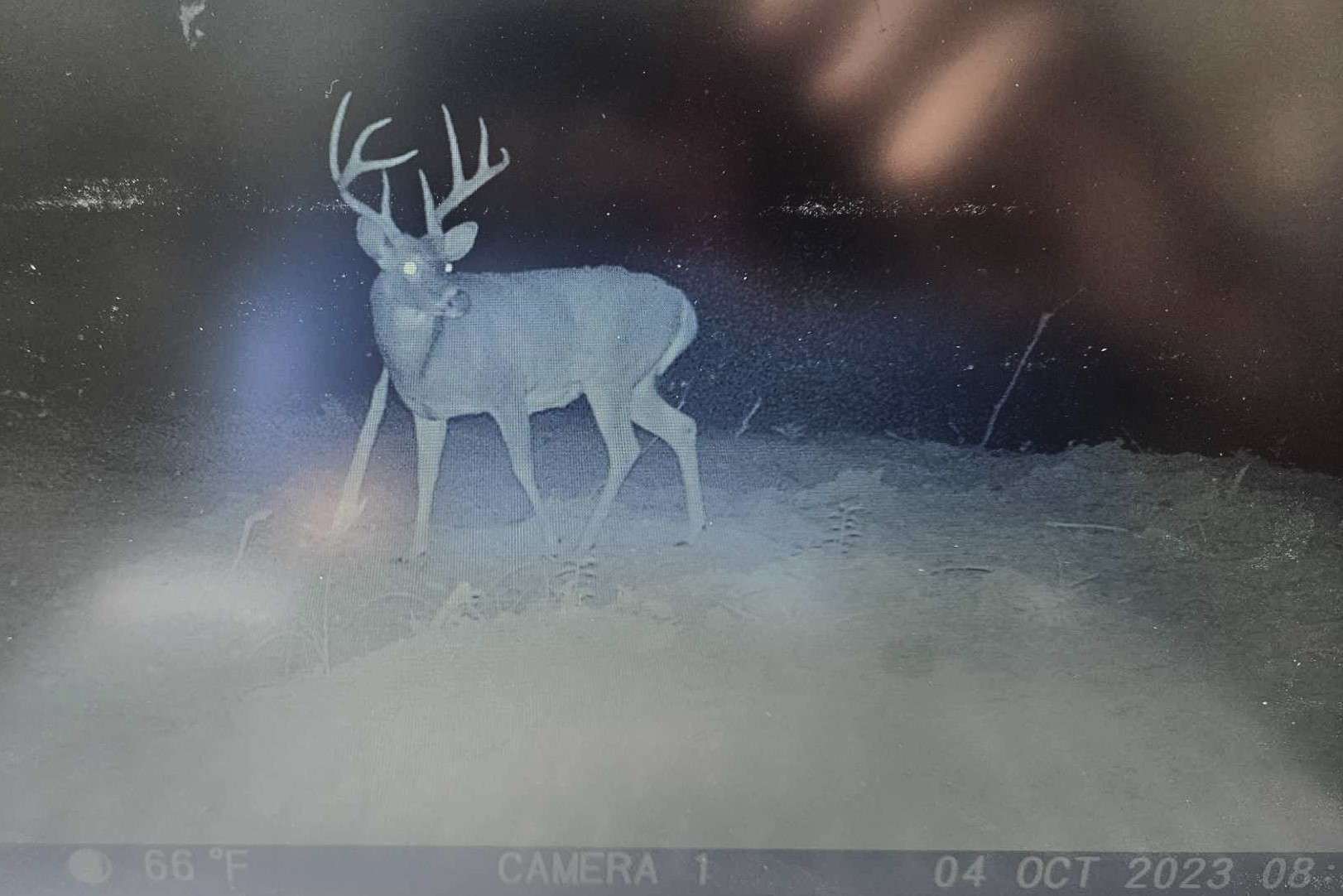 Trail Cam Photos