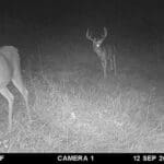 Trail Cam Photos