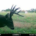 Trail Cam Photos