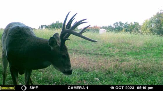 Trail Cam Photos