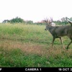 Trail Cam Photos