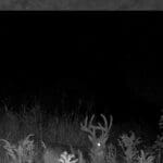 Trail Cam Photos