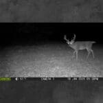 Trail Cam Photos