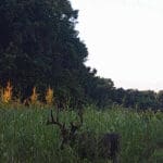 Trail Cam Photos