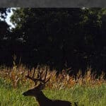 Trail Cam Photos