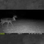 Trail Cam Photos