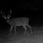 Trail Cam Photos