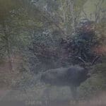 Trail Cam Photos