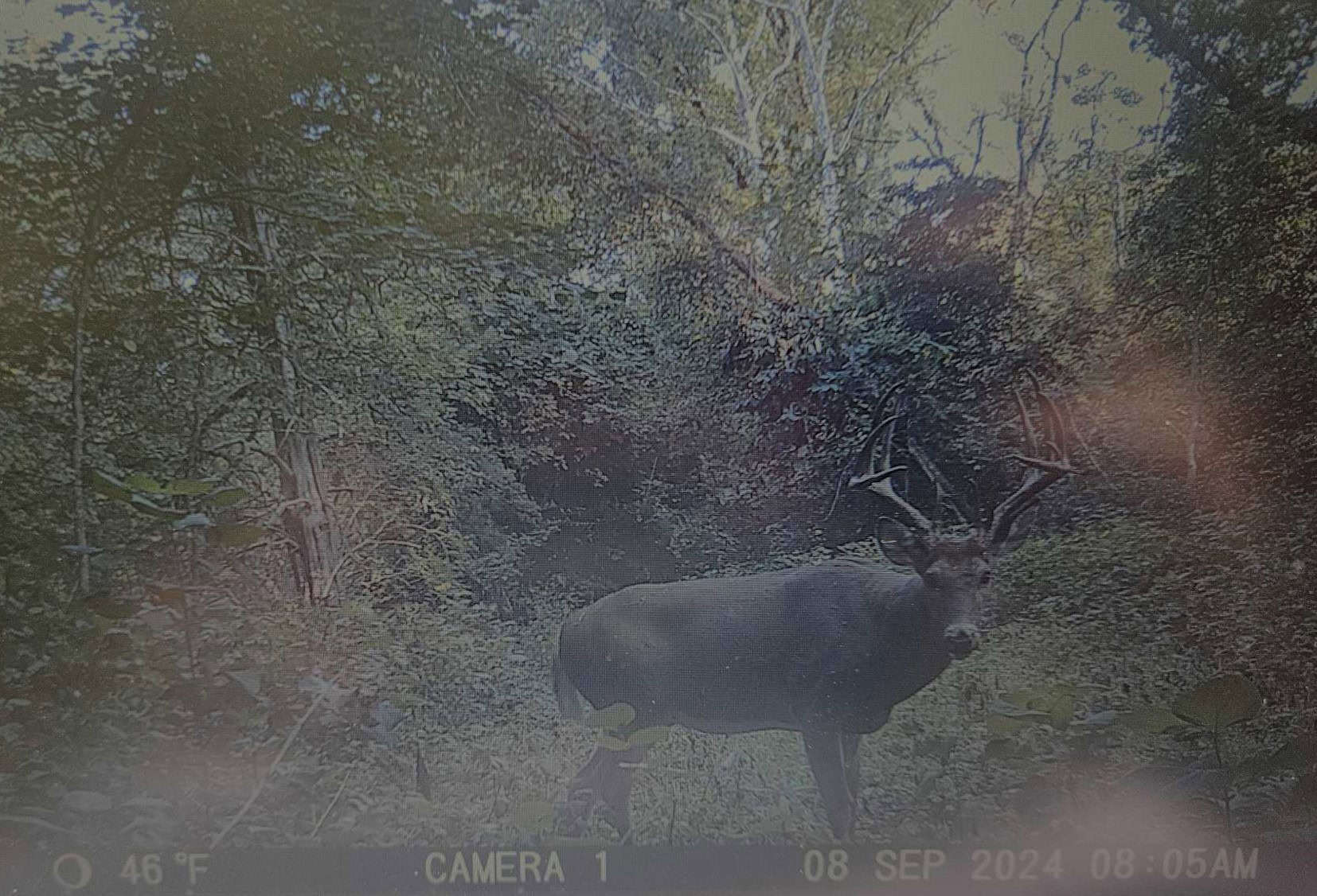 Trail Cam Photos