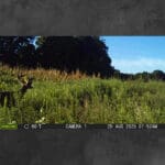 Trail Cam Photos