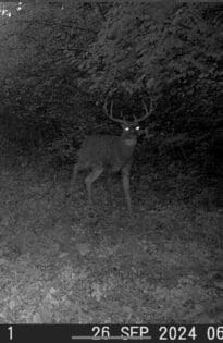 Trail Cam Photos