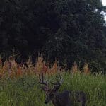 Trail Cam Photos