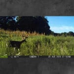 Trail Cam Photos