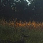 Trail Cam Photos