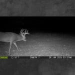 Trail Cam Photos