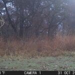 Nice buck moving on Halloween!