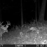 Trail camera picture of a nice buck in the pre rut.