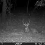 Check out the droptine on this buck!