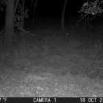 Nice buck bedded down in front of one of our trail cameras.