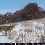 Nice buck in the snow!