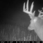 Mature whitetail.