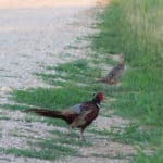 Wild pheasants crossing the road in Pike County, Illinois