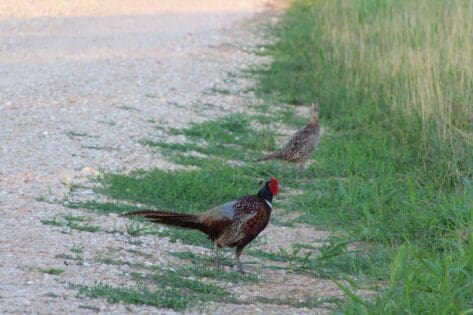 Wild pheasants crossing the road in Pike County, Illinois